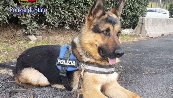Полиция Рима взяла на службу подобранного на улице щенка немецкой овчарки