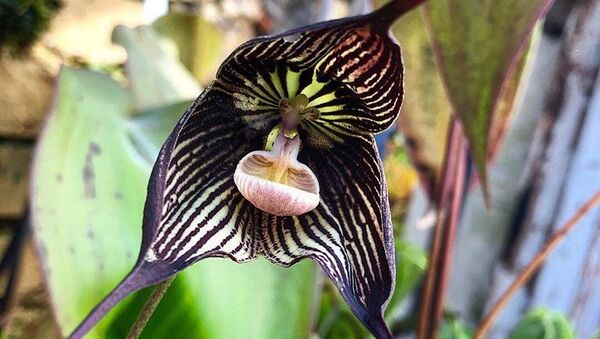 Орхидея-вампир из Эквадора во время цветения в Ботаническом саду МГУ Аптекарский огород. 8 апреля 2018