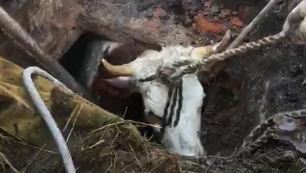 Раз, два, три – оп!: спасатели вытащили упавшую в погреб корову