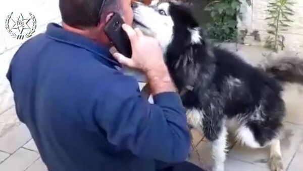 Хозяин потерявшейся собаки заплакал от радости после встречи с найденным псом