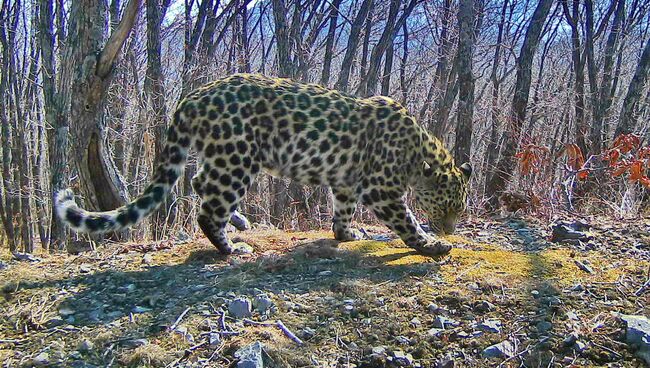 Леопард Leo 61F в парке Земля леопарда