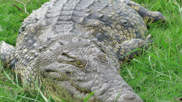 Неизвестный подбросил к воротам частной зоофирмы в городе Асахи крокодила