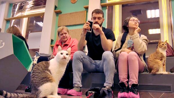 Волонтер и кошка сели у окошка: добровольцы рассказали о Республике кошек