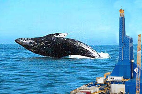Изменение места обитания части популяции серых китов, возможно, связано с реализацией нефтегазовых проектов на Сахалине