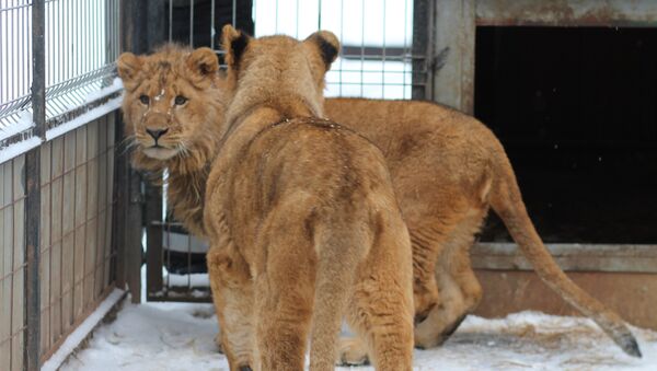 Львица Кира, найденная в промзоне в Бирюлево, отправленная далее в Липецкий зоопарк