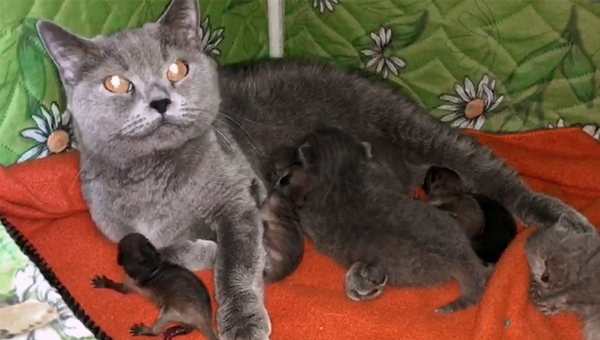 В Приморье кошка позаботилась о новорожденных енотах, которых выкинула мать