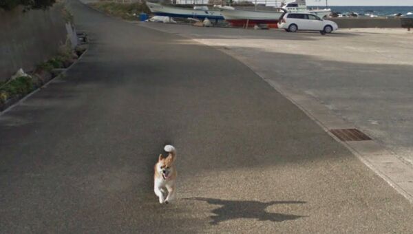 Собака гоняется за машиной Google Street View в Японии