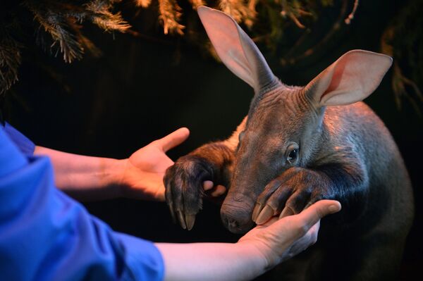 Новорожденный детеныш трубкозуба в Екатеринбургском зоопарке