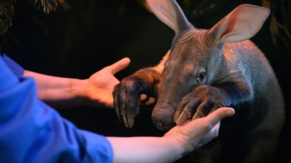 Новорожденный детеныш трубкозуба в Екатеринбургском зоопарке