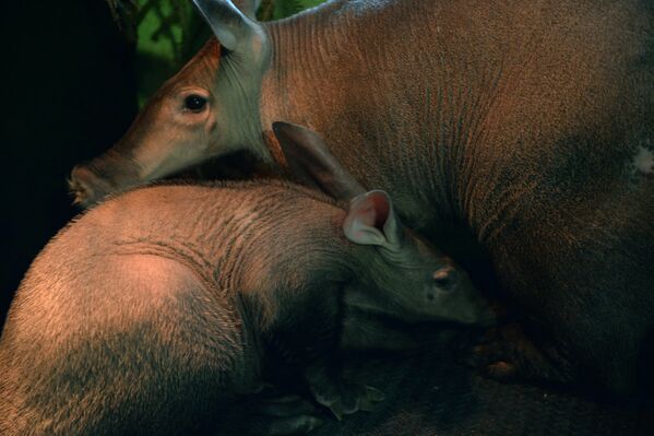 Самка трубкозуба по кличке Багги и ее детеныш, родившийся в Екатеринбургском зоопарке
