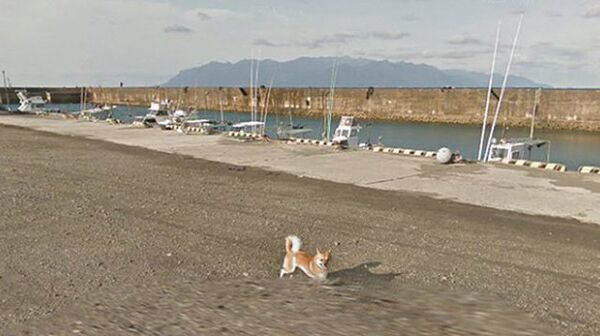 Снимок экрана с ресурса Google Maps с изображением собаки, преследующий автомобиль Google Street View в Кумаге в префектуре Кагосима в Японии