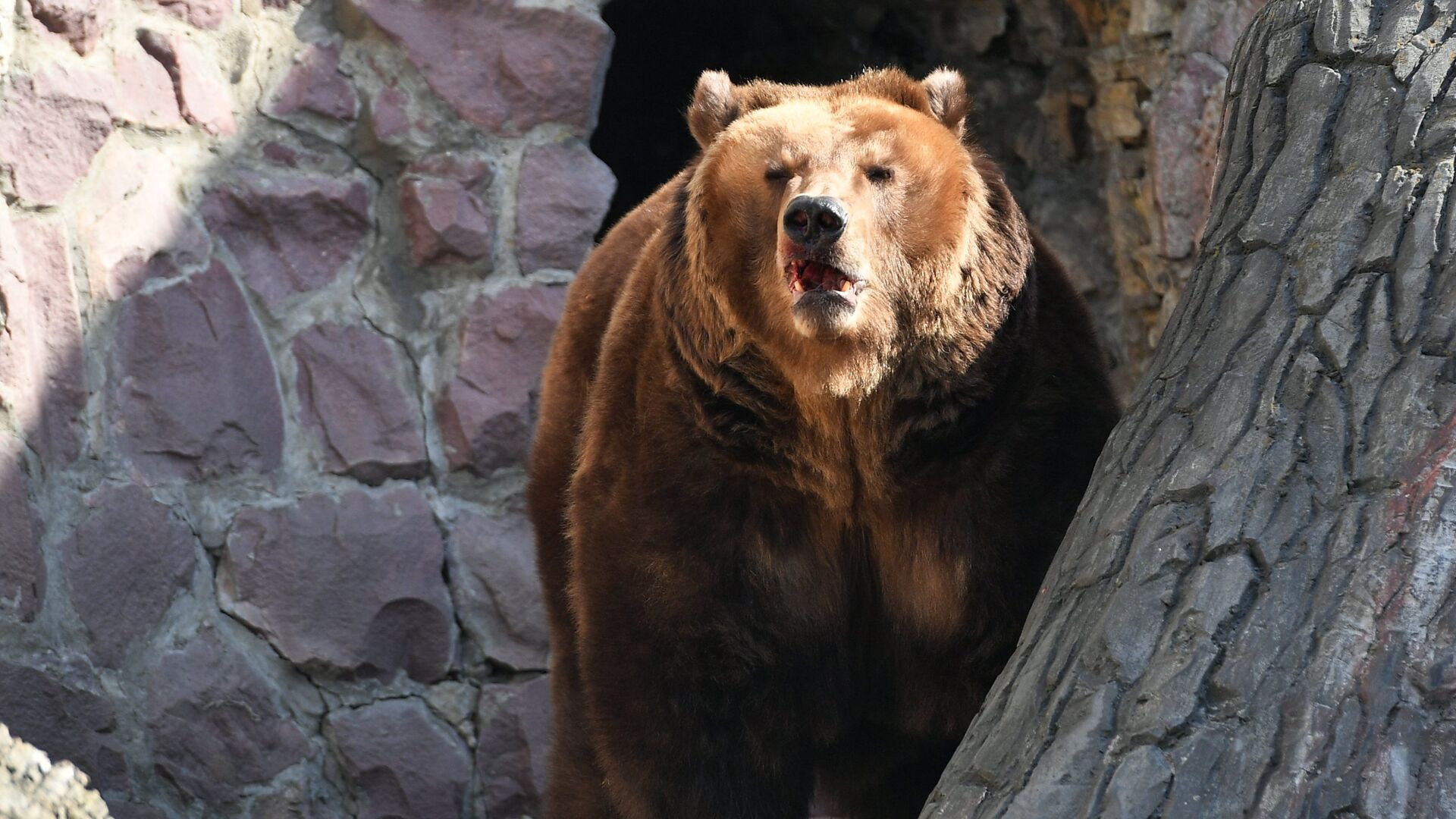 Медведь, проснувшийся после зимней спячки, в Московском зоопарке. 16 апреля 2018 - РИА Новости, 1920, 01.02.2022