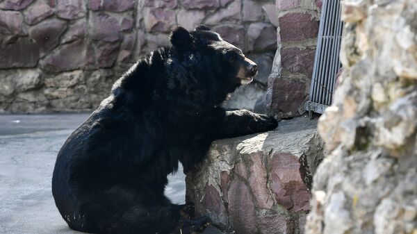 Гималайский медведь, проснувшийся после зимней спячки, в Московском зоопарке