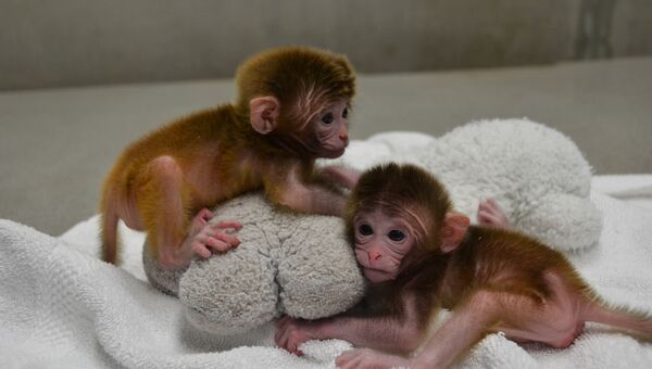 Року и Гекс - первые в мире обезьянки-химеры от шести матерей