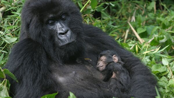 Горные гориллы, Руанда