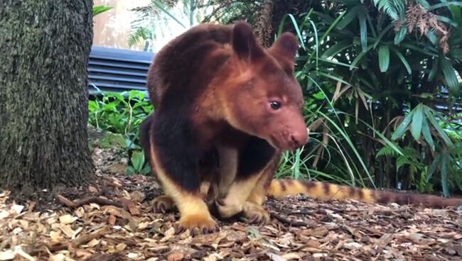 Кенгуру в зоопарке Taronga Zoo, Сидней