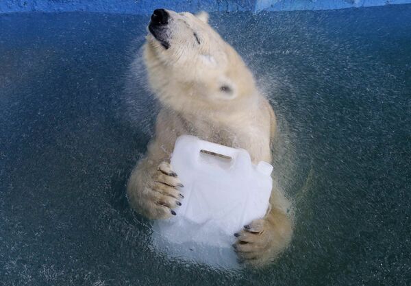 Белая медведица Аврора играет с пластиковой канистрой в бассейне зоопарка Роев Ручей в Красноярске