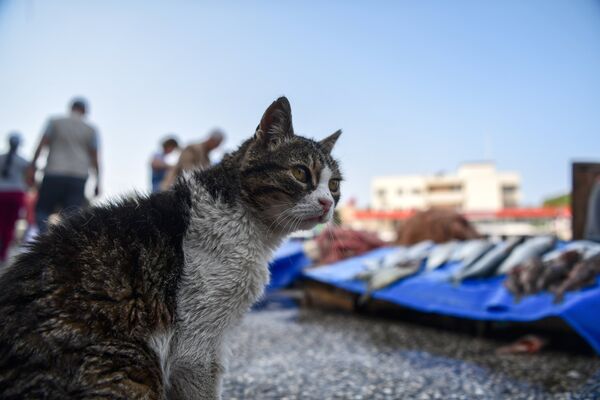 Кот у прилавка со свежей рыбой в порту города Фоча, Турция