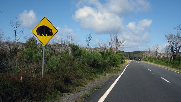 Знак, предупреждающий водителей о появлении вомбатов на дороге в Австралии