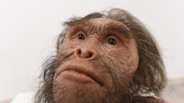Реконструкция вида древних людей Homo naledi