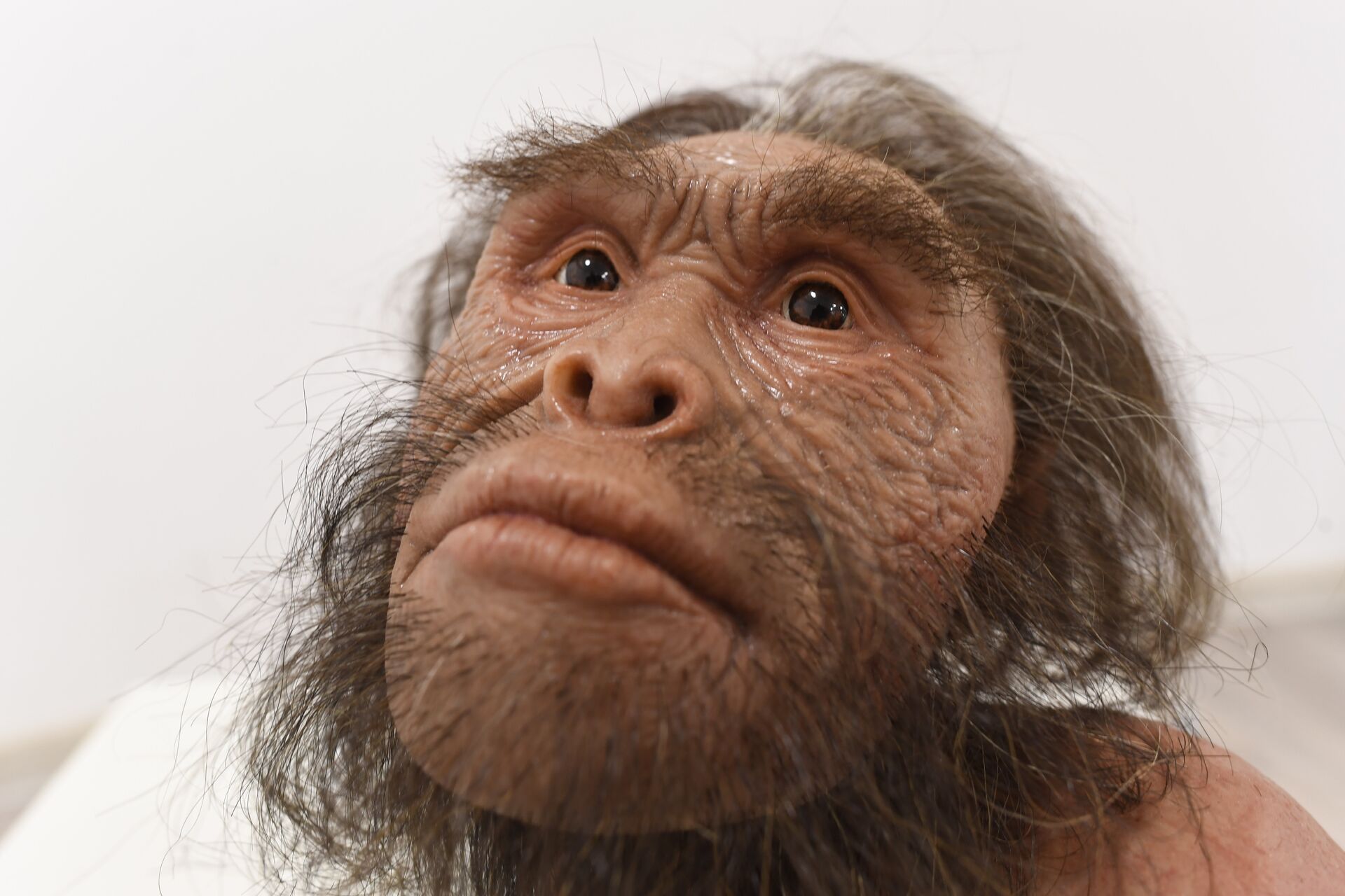 Реконструкция вида древних людей Homo naledi - РИА Новости, 1920, 09.06.2023