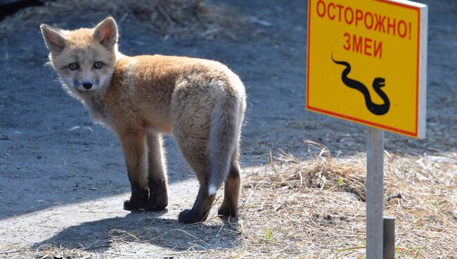 Лисенок на территории Приморского океанариума на острове Русском Лисенок на территории Приморского океанариума на острове Русском