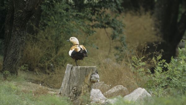 Огарь или красная утка, обитающая в биосферном заповеднике Аскания-Нова. Архивное фото