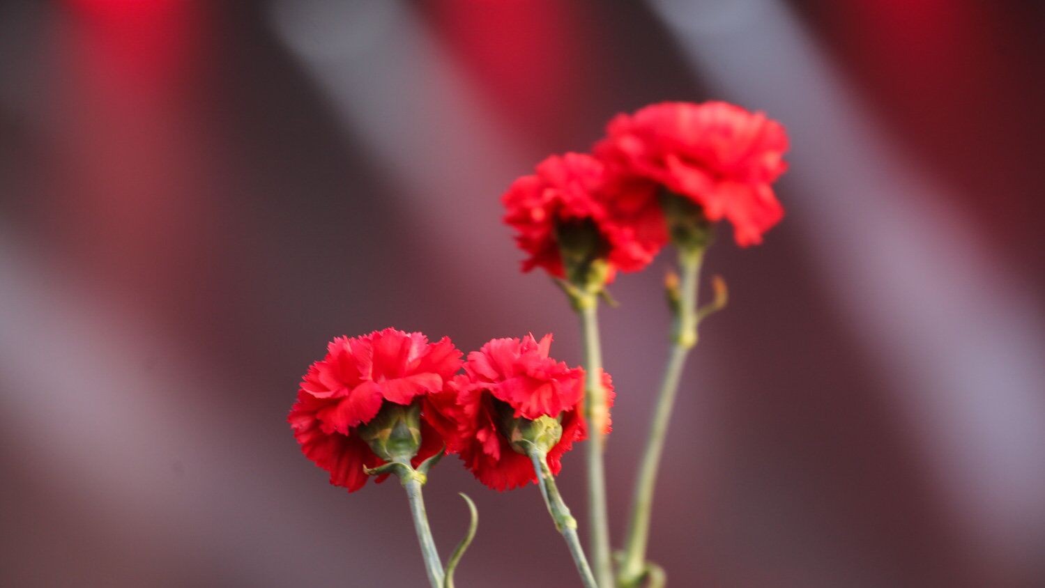 Акция Красная гвоздика - РИА Новости, 1920, 18.04.2025