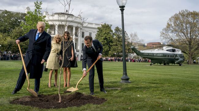 Макрон и Трамп посадили у Белого дома привезенный из Франции саженец дуба