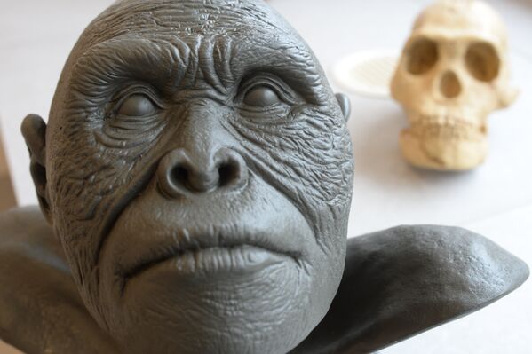 Реконструкция внешности Homo naledi