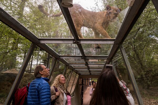 Посетители смотрят на льва в зоопарке Туари во Франции