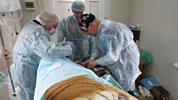 Операционная помощь тигрице в Приморском крае