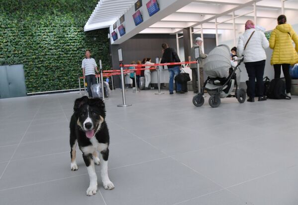 Щенок британской породы бордер-колли Алиса стал талисманом нового терминала аэропорта Симферополя