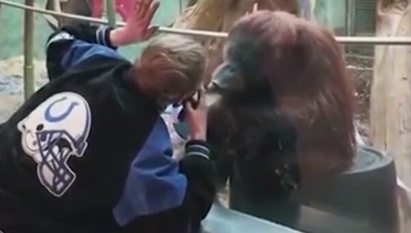 Орангутан в зоопарке принял мужчину-посетителя за самку
