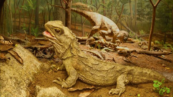 Гаттерия – древняя ящерица, сохранившаяся со времен динозавров и обитающая на островах Новой Зеландии