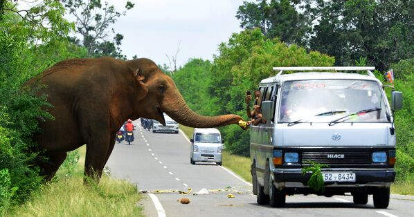 Прохожие кормят слона фруктами на дороге Катарагама-Буттала в Катарагаме, Шри-Ланка