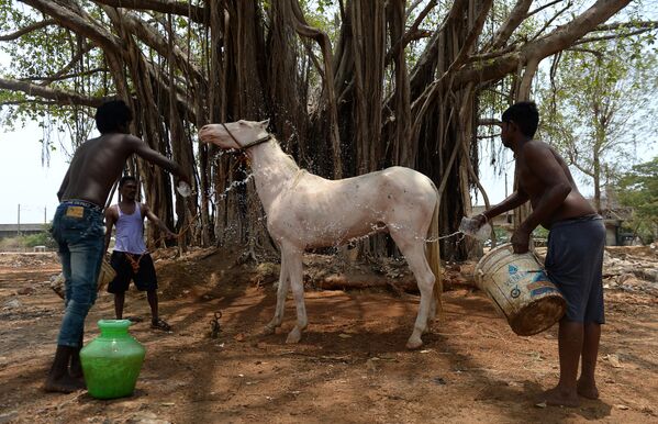 Мужчины обливают свою лошадь водой в жаркий день в Ченнаи, Индия