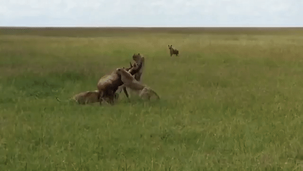 Схватка антилопы с гепардами и гиеной