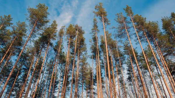 Несколько тысяч гектаров кемеровских лесов стали частной собственностью