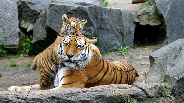 Амурская тигрица с детенышем