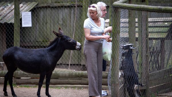 Посетители зоопарка кормят зверей