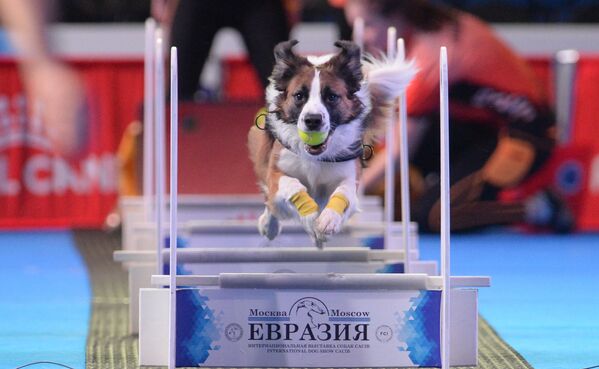 На Интернациональной выставке собак Евразия-2018 в МВЦ Крокус Экспо в Москве