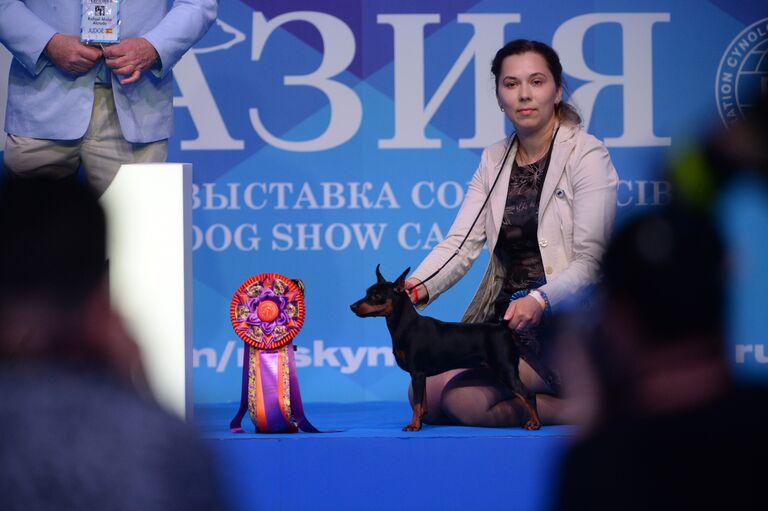 На Интернациональной выставке собак Евразия-2018 в МВЦ Крокус Экспо в Москве