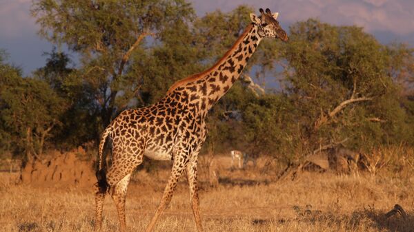 Жираф. Архивное фото