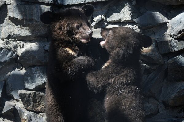 Гималайские медвежата в вольере Новосибирского зоопарка