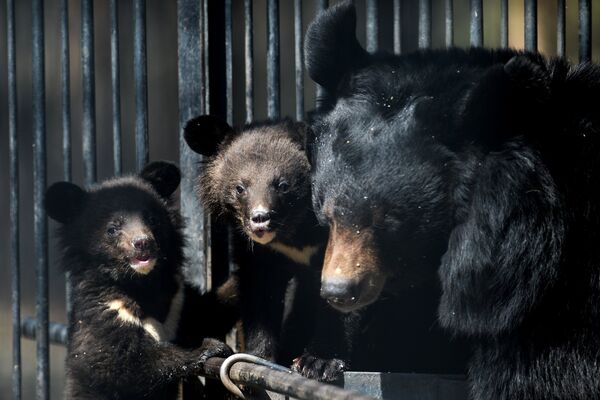 Гималайские медвежата и медведица Челси в вольере Новосибирского зоопарка