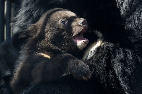 Гималайский медвежонок в вольере Новосибирского зоопарка