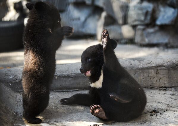 Гималайские медвежата в вольере Новосибирского зоопарка