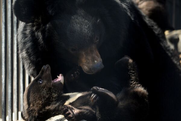 Гималайский медвежонок и медведица Челси в вольере Новосибирского зоопарка