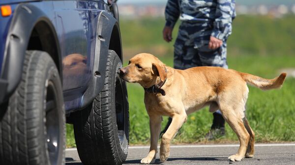 Служебная собака обнюхивает автомобиль во время соревнований специалистов-кинологов